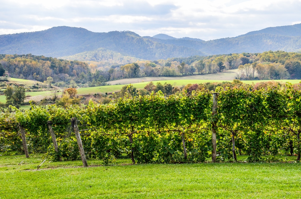 one of the best Things to Do in Charlottesville, VA, is head out wine tasting