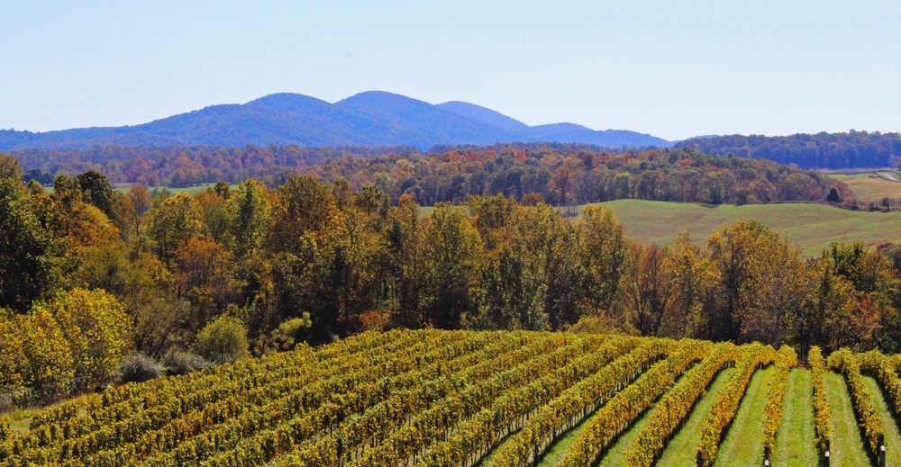 Rolling Hills, trees, vineyards along the Monticello Wine Trail