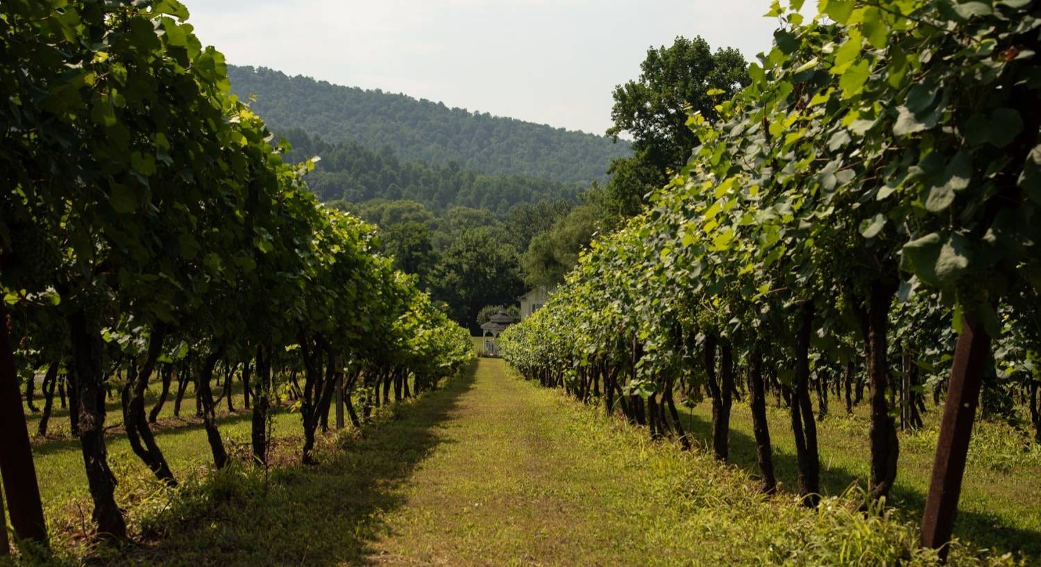 Picture of a vinyard.