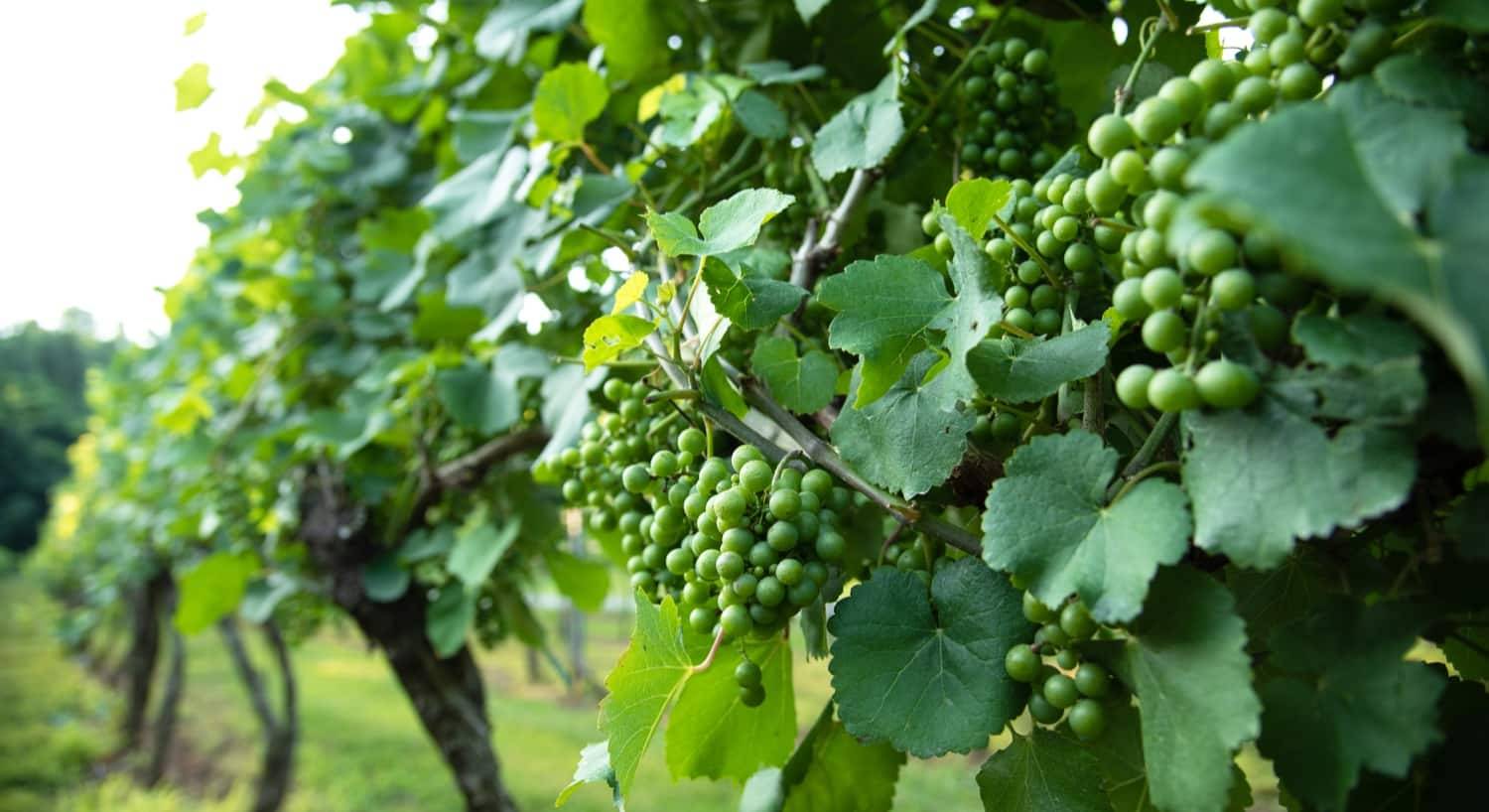 Picture of grapes.