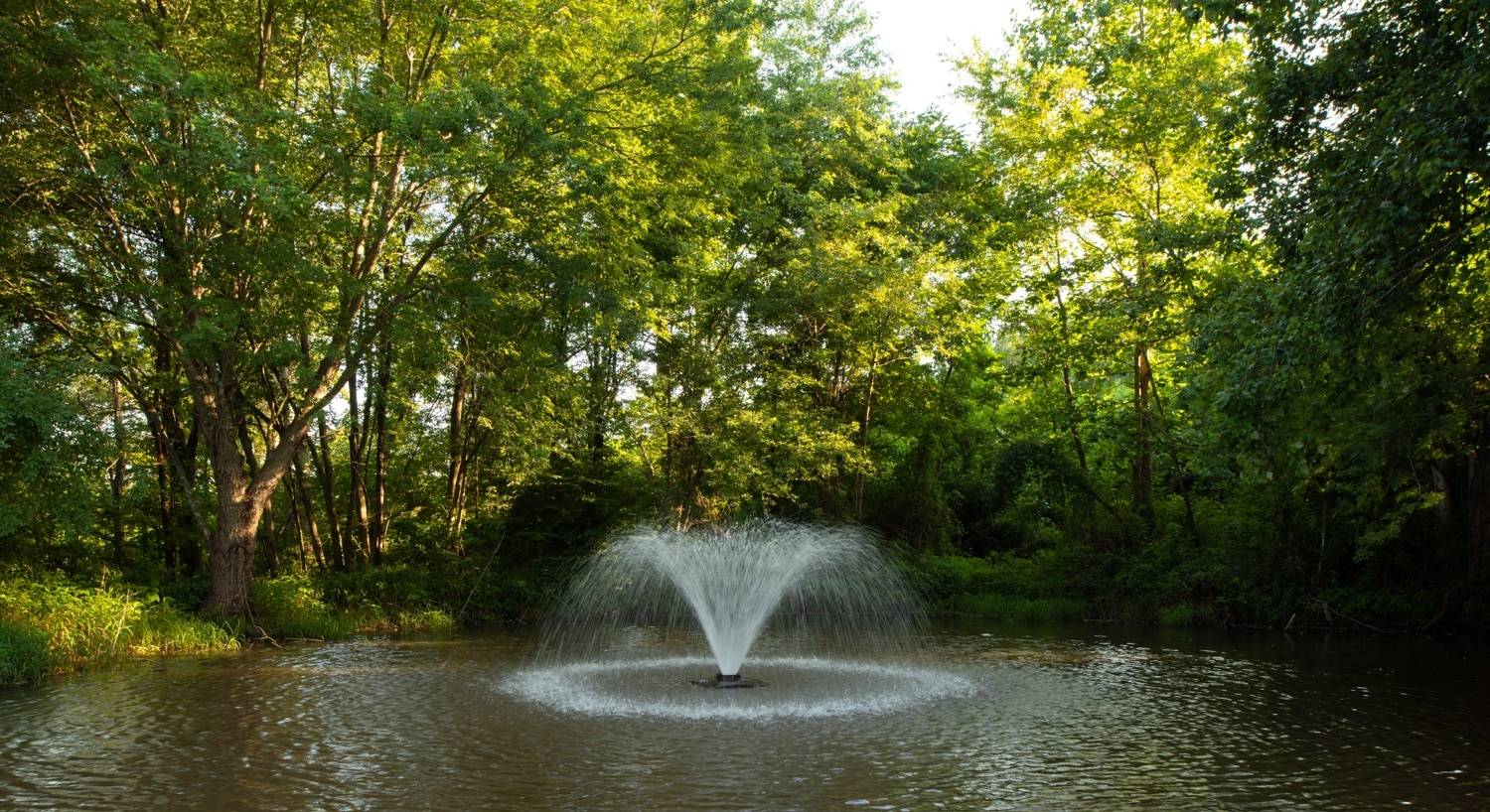 Picture of the pond.